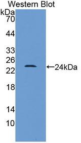 HMG1 / HMGB1 Antibody - Western Blot; Sample: Recombinant protein.