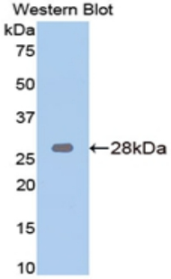 HMG1 / HMGB1 Antibody - Western blot of recombinant HMG1 / HMGB1.  This image was taken for the unconjugated form of this product. Other forms have not been tested.