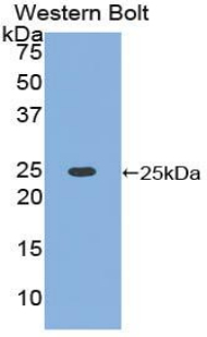 HMG1 / HMGB1 Antibody - Western blot of recombinant HMG1 / HMGB1.  This image was taken for the unconjugated form of this product. Other forms have not been tested.