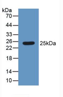 HMG1 / HMGB1 Antibody - Western Blot; Sample: Recombinant HMG1, Human.