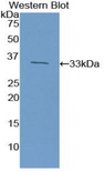 HMG1 / HMGB1 Antibody - Western blot of recombinant HMG1 / HMGB1.  This image was taken for the unconjugated form of this product. Other forms have not been tested.