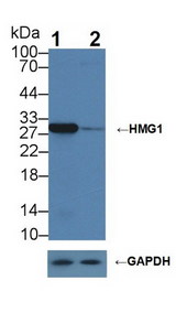 HMG1 / HMGB1 Antibody - Knockout Varification: Lane 1: Wild-type HepG2 cell lysate; Lane 2: HMG1 knockout HepG2 cell lysate; Predicted MW: 25kDa Observed MW: 30kDa Primary Ab: 1µg/ml Rabbit Anti-Mouse HMG1 Antibody Second Ab: 0.2µg/mL HRP-Linked Caprine Anti-Rabbit IgG Polyclonal Antibody