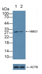 HMG1 / HMGB1 Antibody - Knockout Varification: Lane 1: Wild-type Jurkat cell lysate; Lane 2: HMG1 knockout Jurkat cell lysate; Predicted MW: 25kd Observed MW: 28kd Primary Ab: 2µg/ml Rabbit Anti-Rat HMG1 Antibody Second Ab: 0.2µg/mL HRP-Linked Caprine Anti-Rabbit IgG Polyclonal Antibody