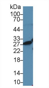 HMG1 / HMGB1 Antibody - Western Blot; Sample: Human Jurkat cell lysate; Primary Ab: 2µg/ml Rabbit Anti-Rat HMG1 Antibody Second Ab: 0.2µg/mL HRP-Linked Caprine Anti-Rabbit IgG Polyclonal Antibody