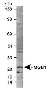 HMG1 / HMGB1 Antibody - Detection of HMGB1 in whole cell HeLa lysate using HMGB1  Antibody. ECL exposure, 1 min.  This image was taken for the unconjugated form of this product. Other forms have not been tested.