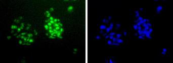 HMG1 / HMGB1 Antibody - HMGB1 Antibody -  Oligodendrocyte Marker - Detectionof HMGB1 (Green) in Hela cells. Nuclei (Blue) are counterstained with Hoecsht 33258.  This image was taken for the unconjugated form of this product. Other forms have not been tested.