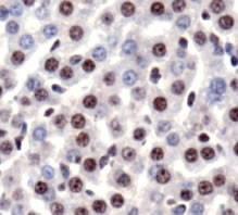HMG1 / HMGB1 Antibody - HMGB1 Antibody - Staining of HMGB1 in mouse liver.  This image was taken for the unconjugated form of this product. Other forms have not been tested.