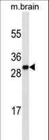 HMG1 / HMGB1 Antibody - HMGB1 Antibody western blot of mouse brain tissue lysates (35 ug/lane). The HMGB1 antibody detected the HMGB1 protein (arrow).