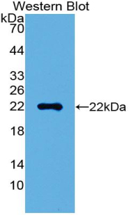 HMG1 / HMGB1 Antibody - Western blot of recombinant HMG1 / HMGB1.