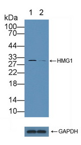 HMG1 / HMGB1 Antibody - Knockout Varification: Lane 1: Wild-type Hela cell lysate; Lane 2: HMG1 knockout Hela cell lysate; Predicted MW: 25kd Observed MW: 30kd Primary Ab: 5µg/ml Rabbit Anti-Human HMG1 Antibody Second Ab: 0.2µg/mL HRP-Linked Caprine Anti-Rabbit IgG Polyclonal Antibody