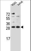 HMG1 / HMGB1 Antibody - HMG1L10 Antibody western blot of K562,Jurkat cell line lysates (35 ug/lane). The HMG1L10 antibody detected the HMG1L10 protein (arrow).