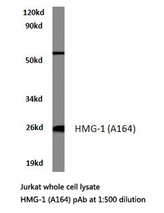 HMG1 / HMGB1 Antibody - Western blot of HMG-1 (A164) pAb in extracts from Jurkat cells.