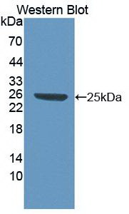 HMG1 / HMGB1 Antibody - Western Blot; Sample: Recombinant protein.