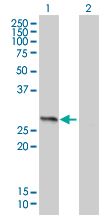 HMG1 / HMGB1 Antibody - Western blot of HMGB1 expression in transfected 293T cell line by HMGB1 monoclonal antibody (M01), clone 1E6-E10.
