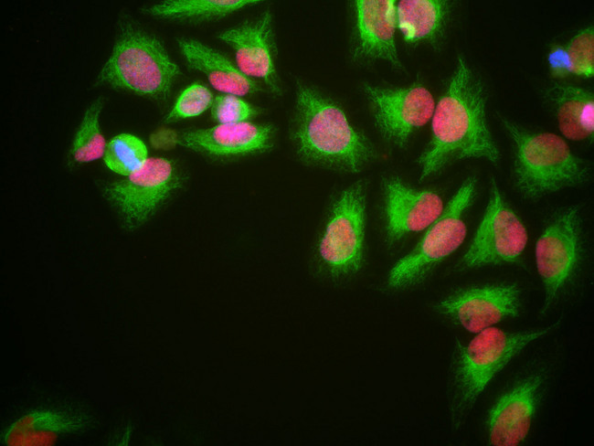 HMG1 / HMGB1 Antibody - HeLa cells grown in tissue culture and stained with HMG1 / HMGB1 antibody (red), chicken polyclonal antibody to Vimentin (green) and DNA (blue). The HMG1 / HMGB1 antibody antibody reveals strong nuclear staining which overlaps with the DNA stain.