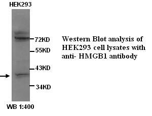 HMG1 / HMGB1 Antibody