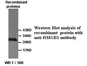 HMG1 / HMGB1 Antibody