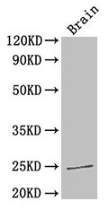 HMG1 / HMGB1 Antibody - Western Blot Positive WB detected in: Mouse brain All lanes: HMGB1 antibody at 3.3µg/ml Secondary Goat polyclonal to rabbit IgG at 1/50000 dilution Predicted band size: 24 kDa Observed band size: 24 kDa