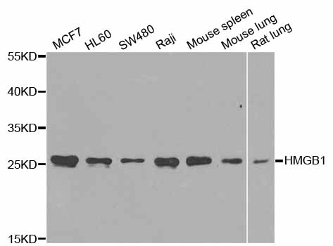 HMG1 / HMGB1 Antibody - Western blot analysis of extracts of various cell lines.