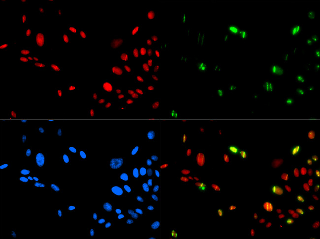 HMG1 / HMGB1 Antibody - Immunofluorescence analysis.