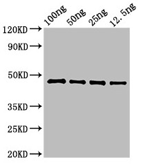 HMG1 / HMGB1 Antibody - Western Blot ;Positive WB detected in:Recombinant TERT protein 12.5ng, 25ng, 50ng, 100ng);All lanes : TERT antibody at 1.2?g/ml ;Secondary ;Goat polyclonal to rabbit IgG at 1/50000 dilution ;predicted band size: 48kDa ;observed band size: 48kDa ;