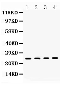 HMG1 / HMGB1 Antibody - Western blot - Anti-HMGB1/Hmg 1 Picoband Antibody