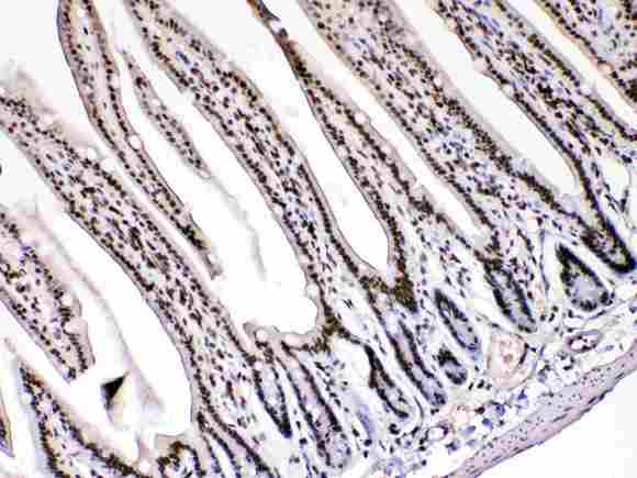 HMG1 / HMGB1 Antibody - HMGB1 was detected in paraffin-embedded sections of mouse intestine tissues using rabbit anti- HMGB1 Antigen Affinity purified polyclonal antibody