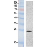 HMG1 / HMGB1 Antibody - Western blot of HMG-1 antibody