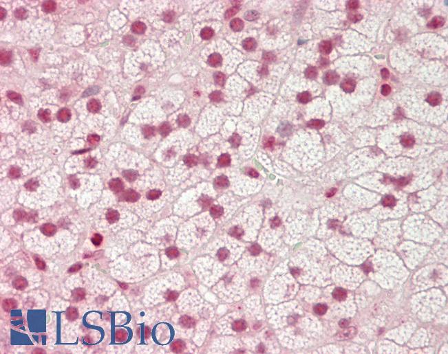 HMG2 / HMGB2 Antibody - Human Adrenal: Formalin-Fixed, Paraffin-Embedded (FFPE).  This image was taken for the unconjugated form of this product. Other forms have not been tested.
