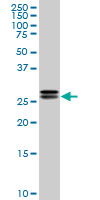 HMG2 / HMGB2 Antibody - HMGB2 monoclonal antibody (M05), clone 3E5 Western blot of HMGB2 expression in HeLa NE.