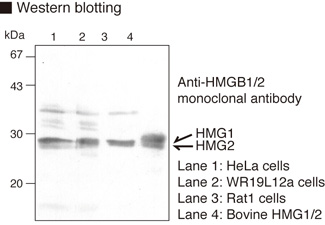 HMG2 / HMGB2 Antibody