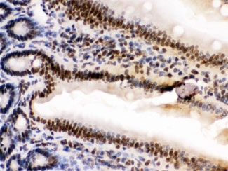 HMG2 / HMGB2 Antibody - IHC testing of FFPE mouse intestine tissue with HMGB2 antibody at 1ug/ml. HIER: steam in pH6 citrate buffer and allow to cool prior to staining.