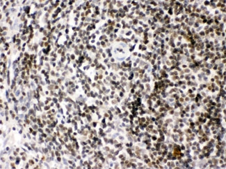HMG2 / HMGB2 Antibody - IHC testing of FFPE rat spleen tissue with HMGB2 antibody at 1ug/ml. HIER: steam in pH6 citrate buffer and allow to cool prior to staining.