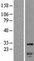 HMG2 / HMGB2 Protein - Western validation with an anti-DDK antibody * L: Control HEK293 lysate R: Over-expression lysate