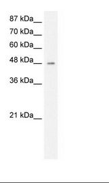 HMG20A Antibody - HepG2 Cell Lysate.  This image was taken for the unconjugated form of this product. Other forms have not been tested.