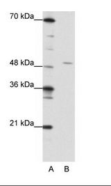 HMG20A Antibody - A: Marker, B: 293T Cell Lysate.  This image was taken for the unconjugated form of this product. Other forms have not been tested.
