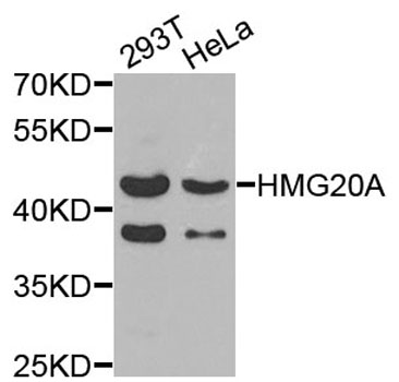 HMG20A Antibody - Western blot analysis of extracts of various cells.