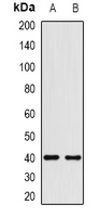 HMG20A Antibody - Western blot analysis of HMG-20A expression in HEK293T (A); HeLa (B) whole cell lysates.