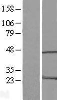 HMG20A Protein - Western validation with an anti-DDK antibody * L: Control HEK293 lysate R: Over-expression lysate