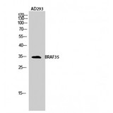 HMG20B / BRAF35 Antibody - Western blot of BRAF35 antibody