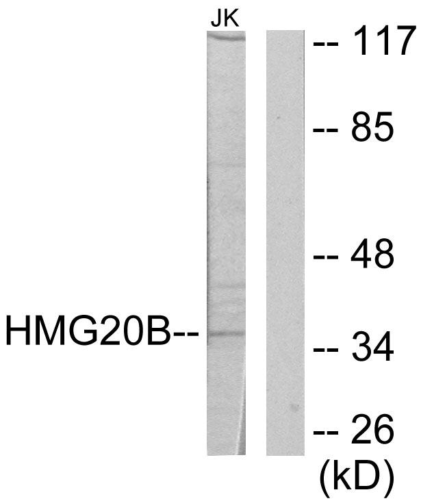 HMG20B / BRAF35 Antibody - Western blot analysis of lysates from Jurkat cells, using HMG20B Antibody. The lane on the right is blocked with the synthesized peptide.