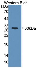 HMG20B / BRAF35 Antibody