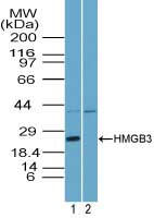 HMGB3 Antibody - Western blot of HMGB3 in mouse placenta lysate in the 1) absence and 2) presence of immunizing peptide using Polyclonal Antibody to HMGB3 at3 ug/ml. Goat anti-rabbit Ig HRP secondary antibody, and PicoTect ECL substrate solution, were used for this test.