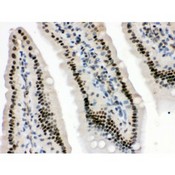 HMGB3 Antibody - HMG4 antibody IHC-paraffin. IHC(P): Mouse Intestine Tissue.
