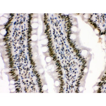 HMGB3 Antibody - HMG4 antibody IHC-paraffin. IHC(P): Rat Intestine Tissue.