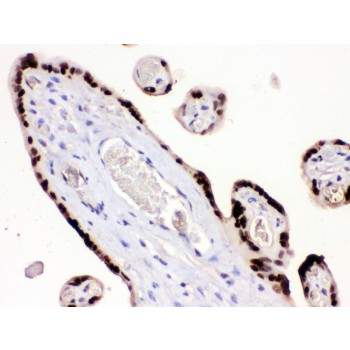 HMGB3 Antibody - HMG4 antibody IHC-paraffin. IHC(P): Human Placenta Tissue.