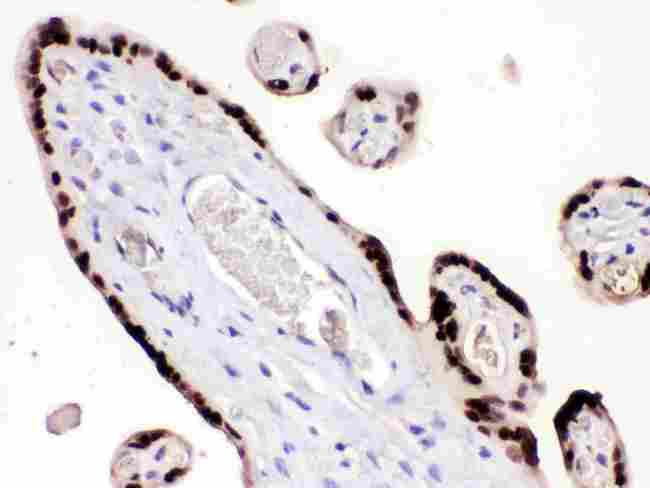 HMGB3 Antibody - anti-HMG4 Picoband antibody IHC(P): Human Placenta Tissue
