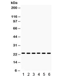 HMGB3 Antibody