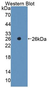 HMGB3 Antibody - Western Blot; Sample: Recombinant protein.