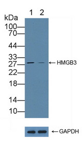 HMGB3 Antibody - Knockout Varification: Lane 1: Wild-type A549 cell lysate; Lane 2: HMGB3 knockout A549 cell lysate; Predicted MW: 23kd Observed MW: 28kd Primary Ab: 1µg/ml Rabbit Anti-Human HMGB3 Antibody Second Ab: 0.2µg/mL HRP-Linked Caprine Anti-Rabbit IgG Polyclonal Antibody